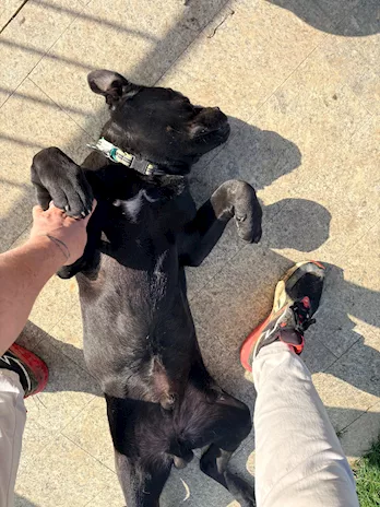 Cane corso