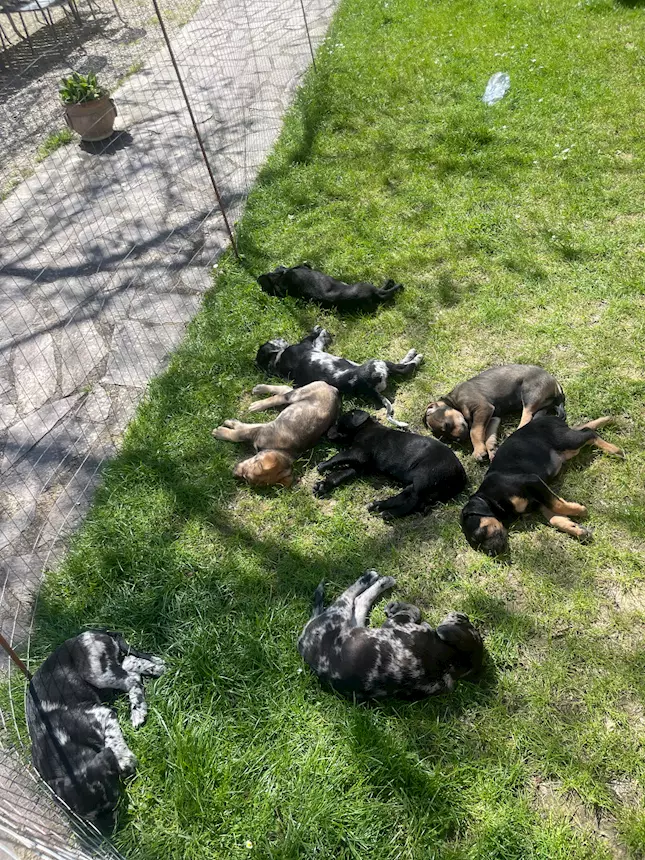 Cuccioli in cerca di una famiglia