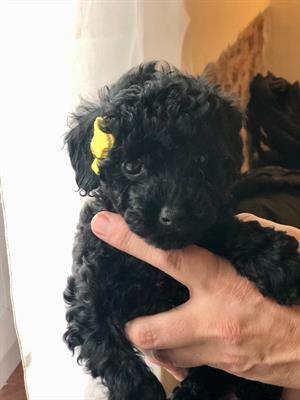 Barboncini, colore nero - Foto 5
