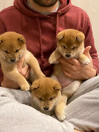 Cuccioli shiba