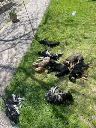 Cuccioli in cerca di una famiglia - Anteprima 1