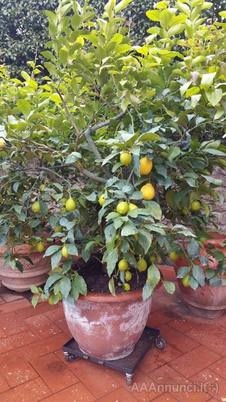 Meravigliose Piante di Limoni in vendita a Arezzo