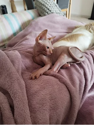 Cuccioli di Sphynx