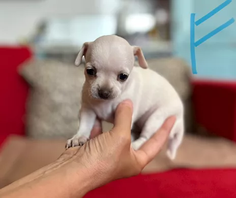 Chihuahua