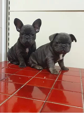 Bouledogue Francese