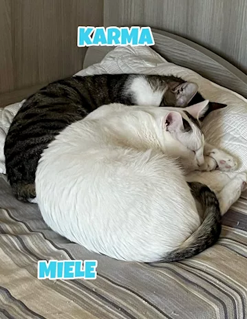 Karma e Miele due micini meravigliosi
