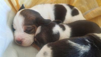 Cuccioli di Beagle con Pedigree ENCI