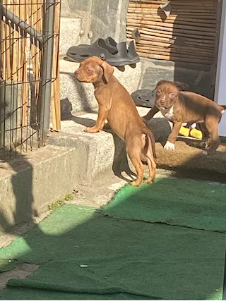 Cuccioli Razza pitbull con pedigree - Foto 5