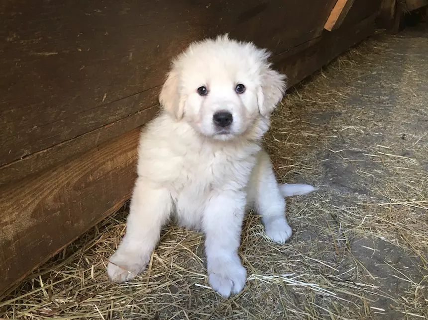 Cuccioli Pastore Razza Maremmano Abruzzese - Cani a Lucca