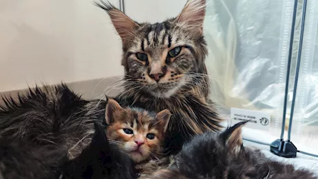 Cuccioli Maine Coon