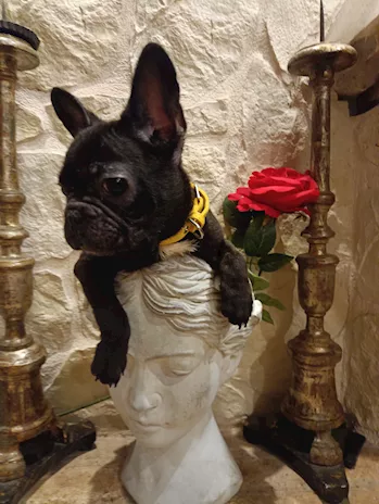 Bouledogue Francese cuccioli in vendita