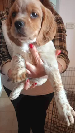 Cucciolo di Breton