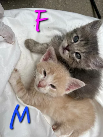 Mix di gattini da adottare