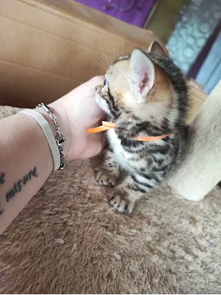 Gattini bengala
