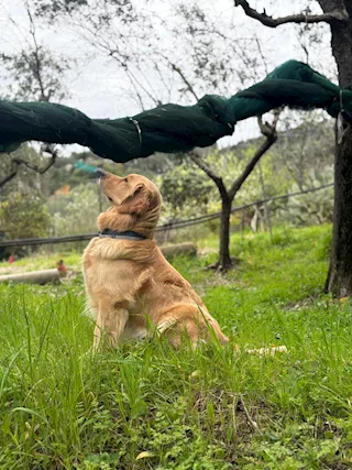 Cuccioli Golden Retriever