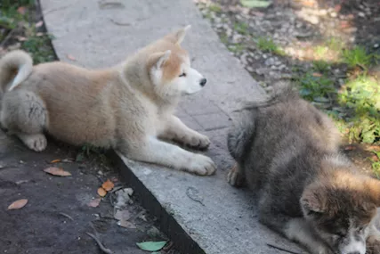 CUCCIOLI AKITA