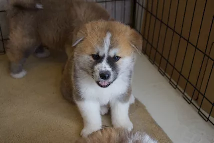 Splendidi cuccioli di Akita Inu disponibili