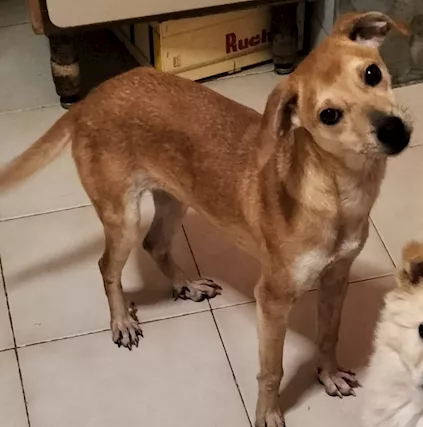 Luna una cagnolina dolcissima