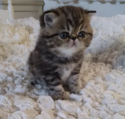 Cucciolo exotic