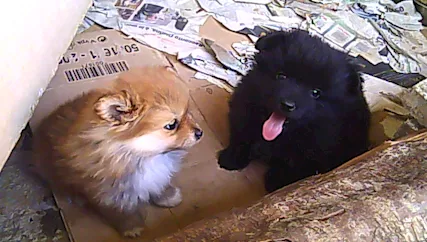 Cuccioli cane volpino italiano