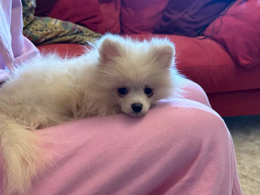 Foto 3Cucciolo Razza Pomerania, Spitz nano, color bianco crema