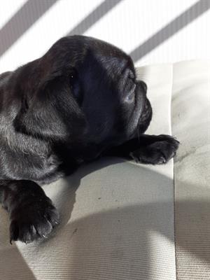 Bulldog Francese cuccioli - Foto 4