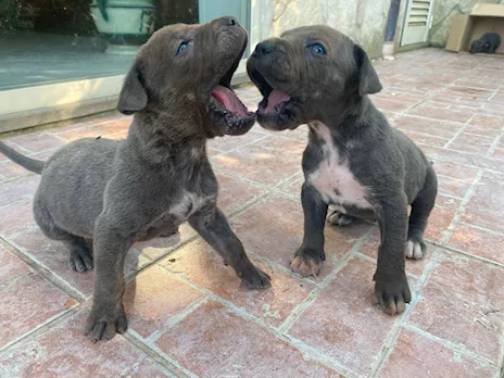 Cane Corso cuccioli