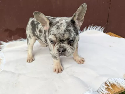 Bulldog francesi blu merle