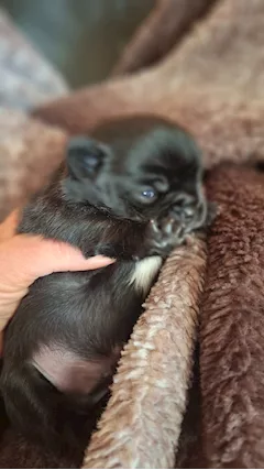 Mini toy - In Vendita: Cucciolo di ChihuahuToy