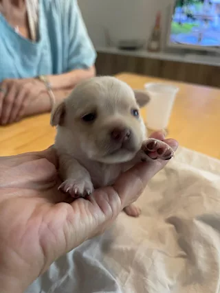 Fantastici cuccioli di Chihuahua in cerca di casa