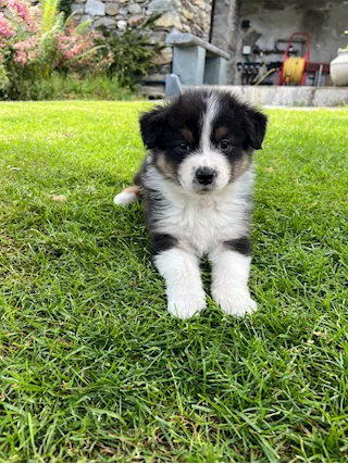 Cuccioli di Pastore Australiano