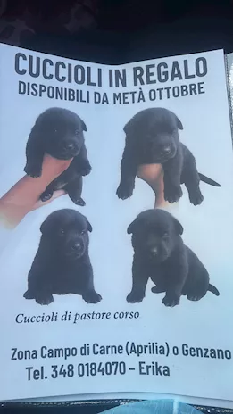 Cuccioli di pastore corso