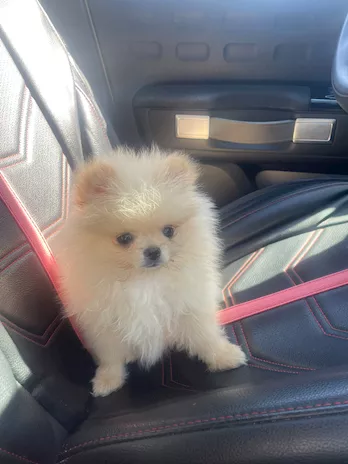 Spitz tedesco nano (Razza Pomerania) - Foto 6