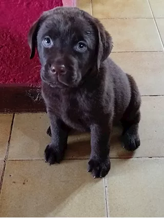Cuccioli di labrador