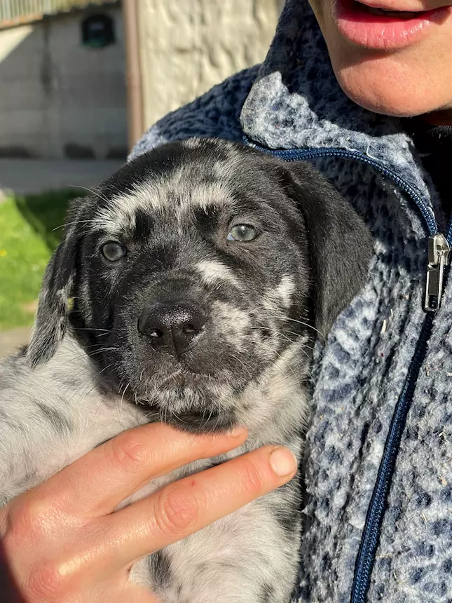 Foto 4 Cuccioli in cerca di una famiglia