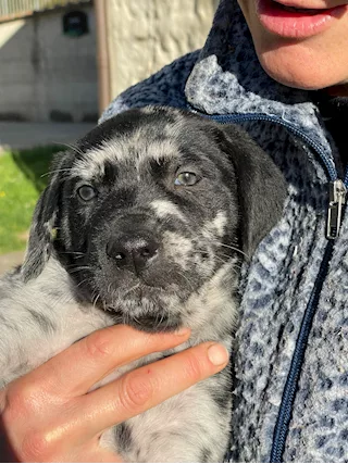 Cuccioli in cerca di una famiglia - Foto 4