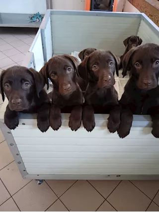 Cuccioli di Razza labrador - Foto 5