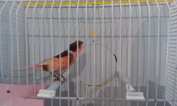 Canarini Arlecchino Portoghese e Stafford Canary