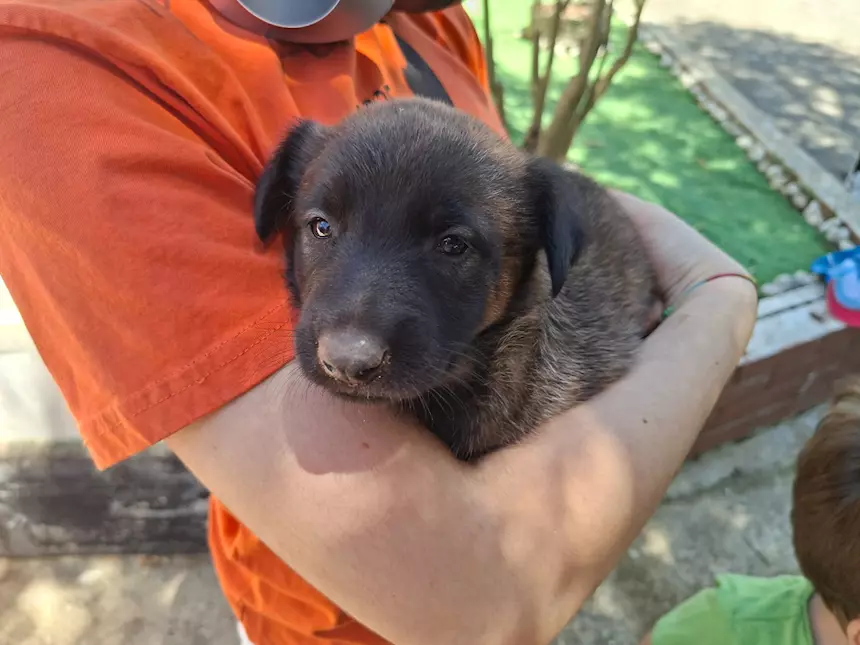 Cuccioli di Pastore Belga Malinois
