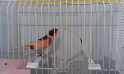 Canarini Arlecchino Portoghese e Stafford Canary