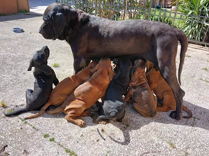 Cuccioli di Tosa - Mastini Giapponesi - Anteprima 1