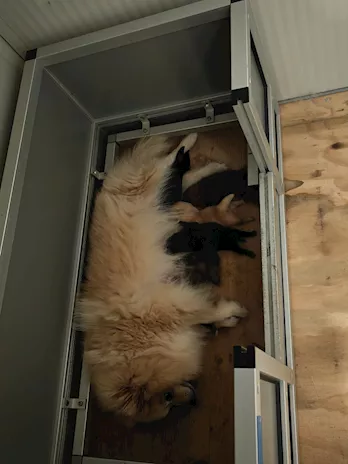 Cuccioli Spitz Tedesco Piccolo (Kleinspitz)