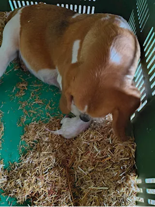 Nati 4 Beagle il 2/5/2025 3 maschi