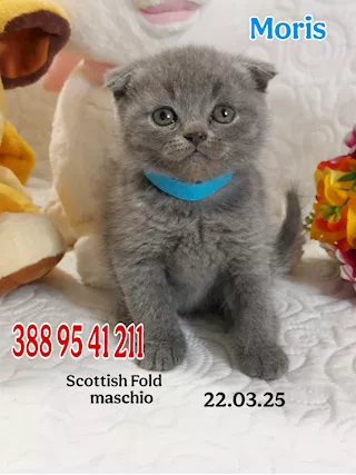Scottish fold e Straight