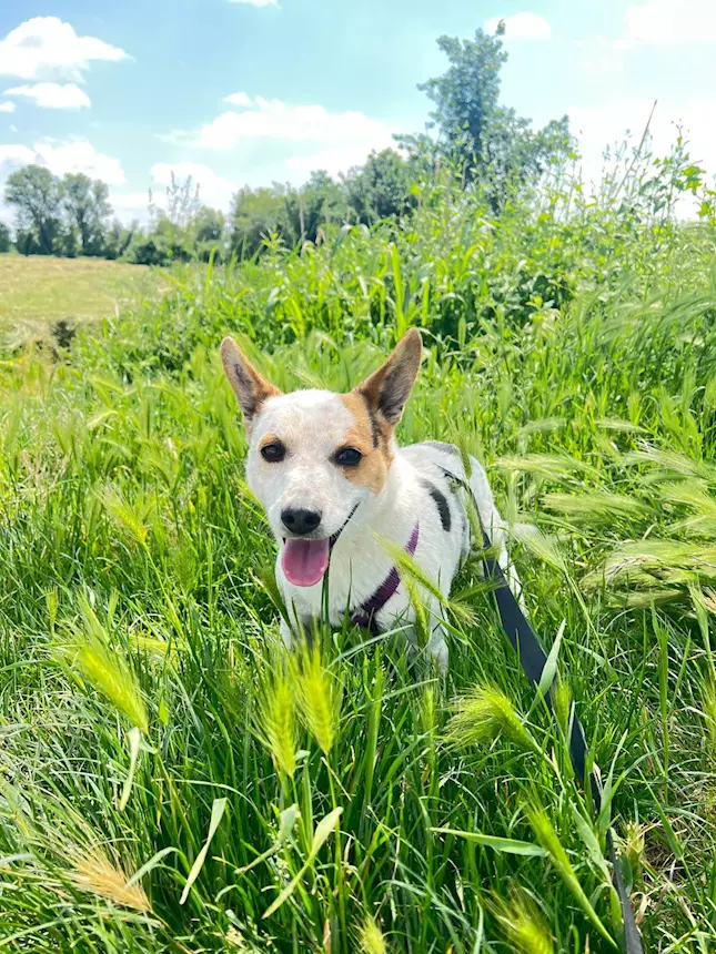 Burt, un piccolino pieno d'amore aspetta una famiglia Jack Russell