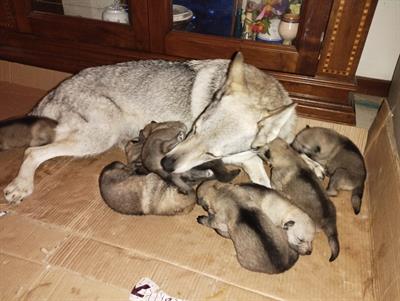 Cuccioli di Lupo Cecoslovacco - Foto 5