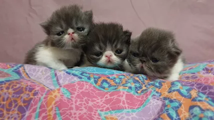 Cuccioli persiani ipertipici
