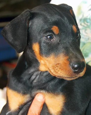 Dobermann cuccioli - Foto 2