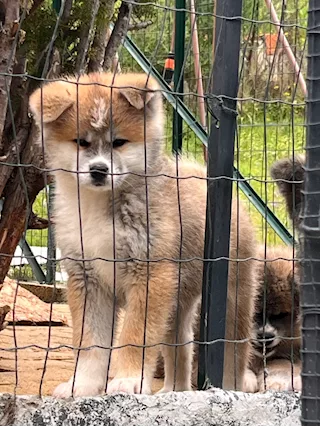 Cuccioli Akita Inu