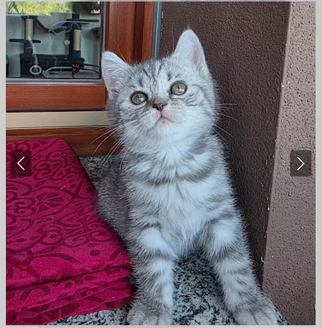 Gattina Scottish bianca tigrata grigia